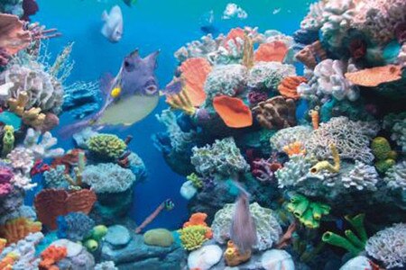 oceaniccoral2117x1408.jpg
