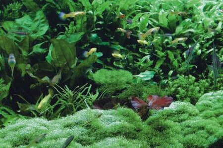 oceanicflora2117x1410.jpg