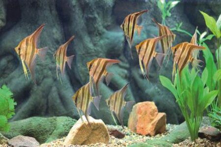 oceanicstar2117x1410.jpg